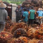 Kelapa Sawit