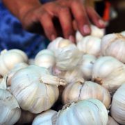 Pengusaha Bawang Putih Minta Kemudahan Impor