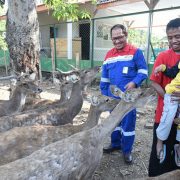 Menyelamatkan Rusa Jawa dari Kepunahan