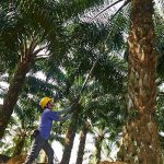 2019 indonesia bakal punya pembangkit listrik tenaga sawit