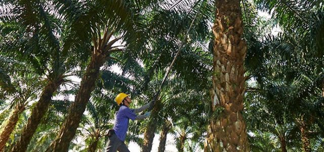 2019 Indonesia Bakal Punya Pembangkit Listrik Tenaga Sawit