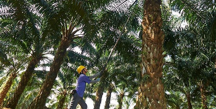 2019 Indonesia Bakal Punya Pembangkit Listrik Tenaga Sawit