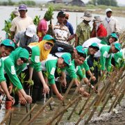 PHE ONWJ Tanam 195.000 Pohon Mangrove di Karawang 