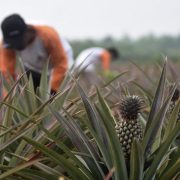 Kucurkan Dana Rp 3 M, Pertamina Selamatkan 3.600 Ha Lahan Gambut