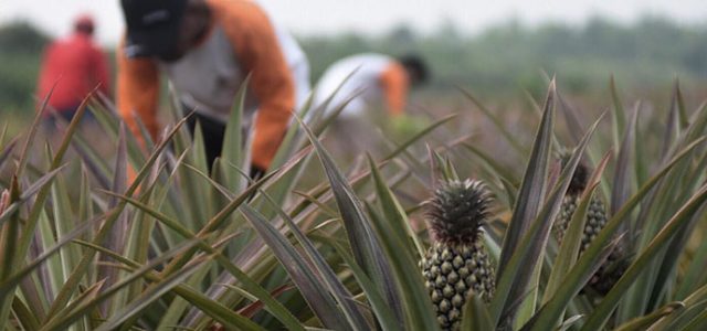 Kucurkan Dana Rp 3 M, Pertamina Selamatkan 3.600 Ha Lahan Gambut
