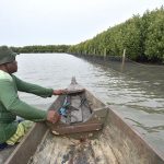 phe onwj lindungi kawasan pesisir dan kawasan konservasi mangrove melalui inovasi waring