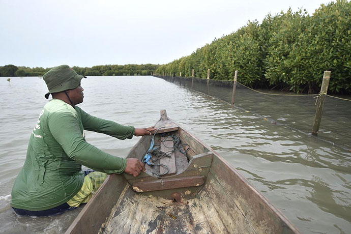 phe onwj lindungi kawasan pesisir dan kawasan konservasi mangrove melalui inovasi waring