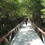 kolak sekancil, wisata mangrove terlengkap di indonesia