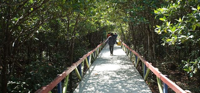 Kolak Sekancil, Wisata Mangrove Terlengkap di Indonesia