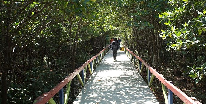 Kolak Sekancil, Wisata Mangrove Terlengkap di Indonesia