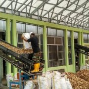 PTPP Siap Bangun Pembangkit Listrik Biomassa Berbahan Bambu