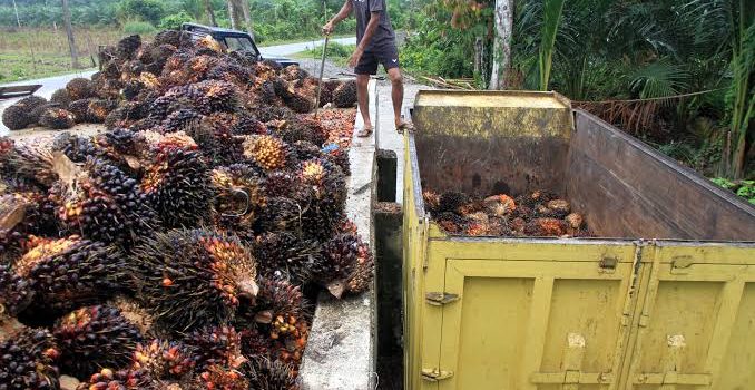 BPDPKS Siap Dukung Program Strategis Pemerintah Dalam Pengembangan EBT