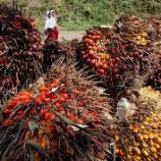 GAPKI : Kinerja Sektor Industri Kelapa Sawit Terseok-Seok, Ini Penyebabnya