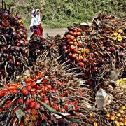 Produk Hilir Sawit Kian Diminati Pasar