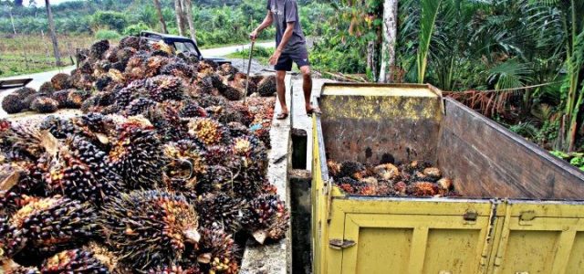 HPE Produk CPO Periode Juni 2020 Anjlok