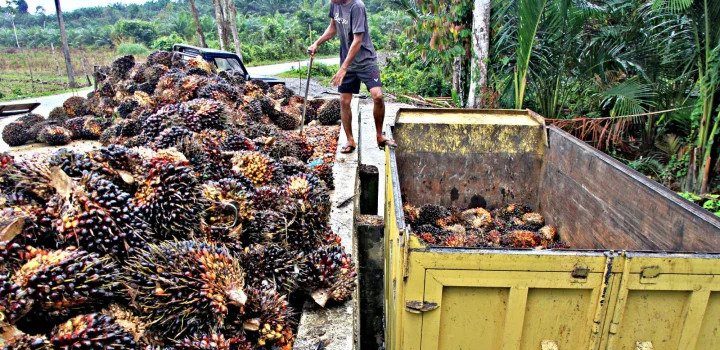 HPE Produk CPO Periode Juni 2020 Anjlok