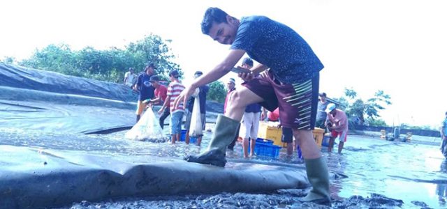Bumi Dipasena Kembali Panen Berkat Hadirnya Listrik PLN