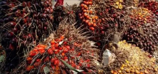 HPE Produk CPO Periode Oktober Naik