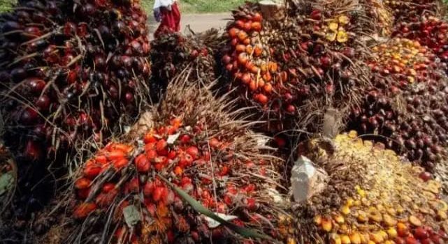HPE Produk CPO Periode Oktober Naik