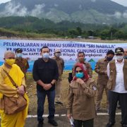 Tambang Emas Martabe Bantu Lepasliar Harimau Sumatera ke TNGL