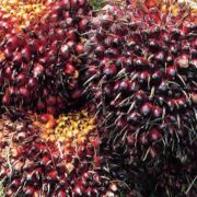Kelapa Sawit RI Masih Dibutuhkan Uni Eropa