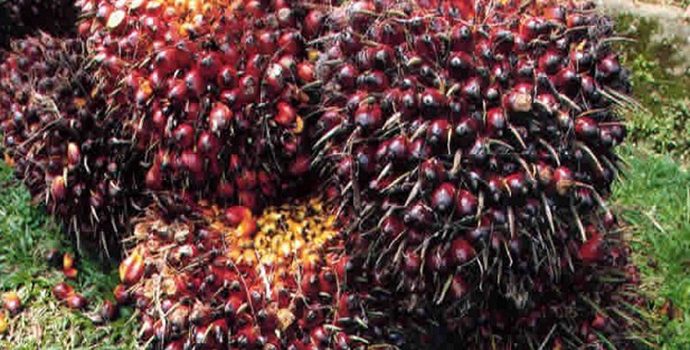 Harga CPO Membaik, Permintaan Pupuk Meningkat