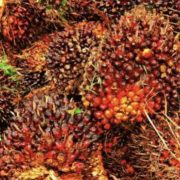 Kemendag : HPE Produk CPO Periode November Naik 1,7 Persen
