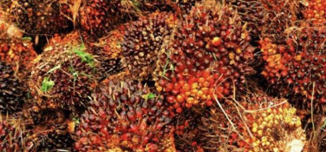 Kemendag : HPE Produk CPO Periode November Naik 1,7 Persen