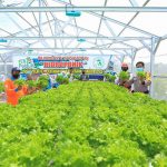 pln bantu petani hidroponik kembangkan sistem