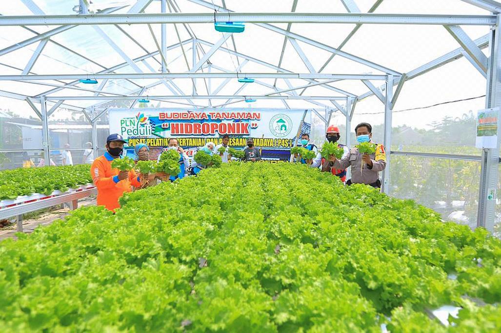 pln bantu petani hidroponik kembangkan sistem