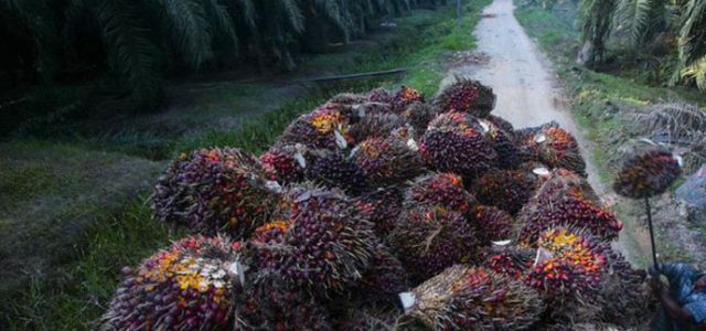 Antisipasi Lonjakan Harga Minyak Sawit, GAPKI Minta Pemerintah Revisi Pungutan Ekspor