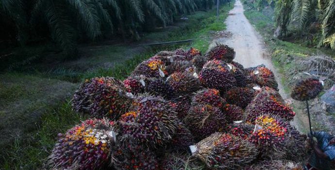 Antisipasi Lonjakan Harga Minyak Sawit, GAPKI Minta Pemerintah Revisi Pungutan Ekspor
