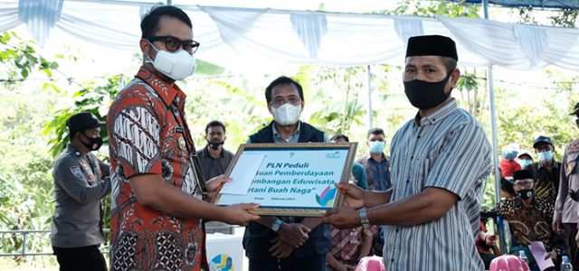 PLN Dorong Produktivitas Petani Buah Naga Lewat ‘Cahaya untuk Sang Naga’