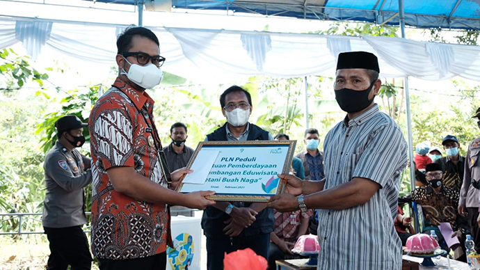 PLN Dorong Produktivitas Petani Buah Naga Lewat 'Cahaya untuk Sang Naga'
