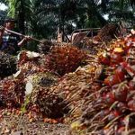 Produksi Sawit Belum Membaik, Harga Masih Bertahan