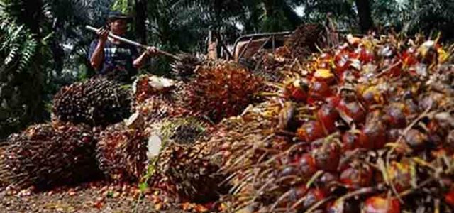 Produksi Sawit Belum Membaik, Harga Masih Bertahan