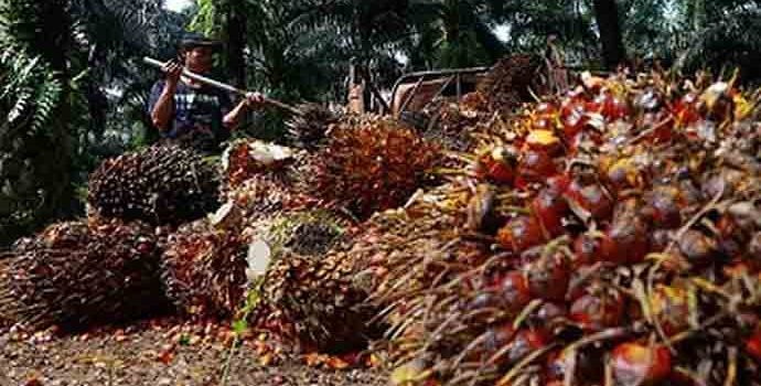 Produksi Sawit Belum Membaik, Harga Masih Bertahan