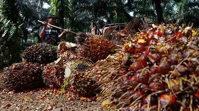 Produksi Sawit Belum Membaik, Harga Masih Bertahan