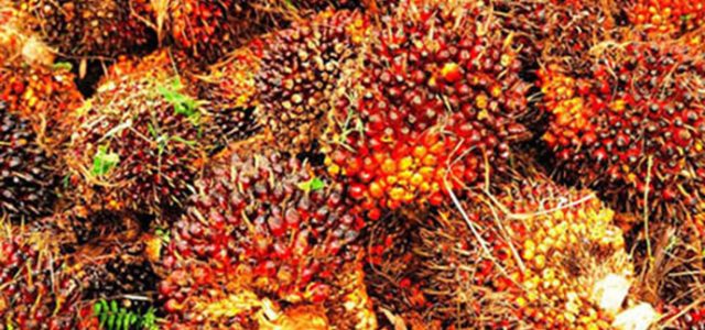 Indonesia – Malaysia Sepakat Perkuat Kerjasama Sektor Kelapa Sawit
