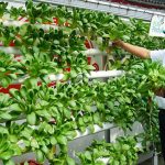 Mi Sehat Hidroponik, Inovasi dan Solusi Ketahanan Pangan di Masa Pandemi