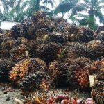 Wujudkan Industri Pengolahan Sawit Yang Maju, Ini Kuncinya