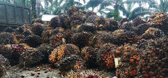 Wujudkan Industri Pengolahan Sawit Yang Maju, Ini Kuncinya