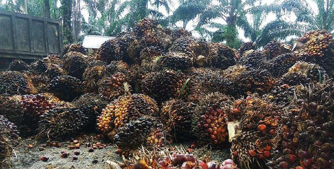 Wujudkan Industri Pengolahan Sawit Yang Maju, Ini Kuncinya