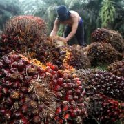 HPE Produk CPO Periode Mei Naik USD16,85 Per MT