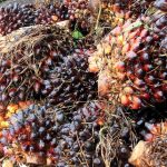 Meski Diterpa Pandemi, Industri Sawit Tahun 2020 Tetap Moncer
