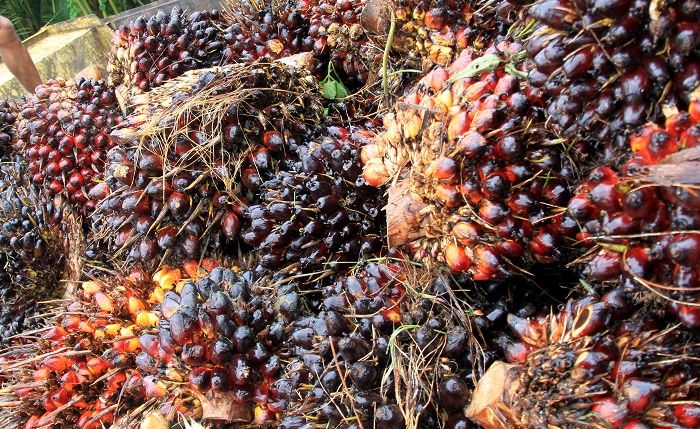 Meski Diterpa Pandemi, Industri Sawit Tahun 2020 Tetap Moncer