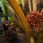 Produk Sawit Nasional Berpeluang Besar Rebut Pasar Eropa