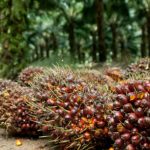 Produk Sawit Nasional 70 Persennya Untuk kebutuhan Global