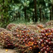 Produk Sawit Nasional 70 Persennya Untuk kebutuhan Global