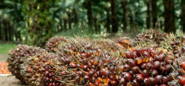 Didorong Peningkatan Harga Sawit, Astra Agro Kantongi Laba Rp1,47 T